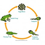 the life cycle of the frog